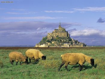 Sheep Mont Saint Michel Normandy France screenshot