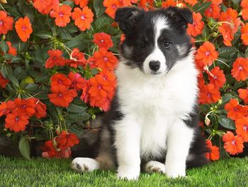 Shetland Sheepdog Puppy screenshot