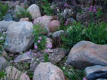 Shoreline Rocks Wildflowers W screenshot