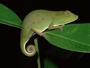 Short Nosed Chameleon At Night, Mantadia National Park, Madagascar screenshot