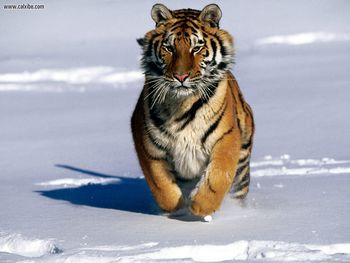 Siberian Tiger screenshot