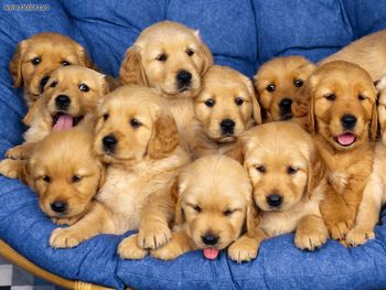 Siblings Golden Retriever Puppies screenshot