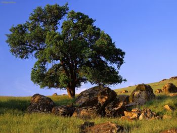 Sierra Nevada Foothills, California screenshot