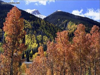 Silvertonfoliage screenshot