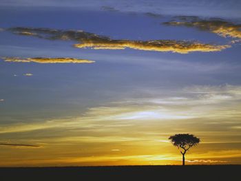 Single Acacia Tree At Sunrise, Masai Mara, Kenya screenshot