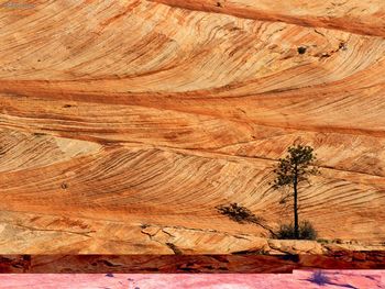 Single Tree On Sandstone Formation, Zion National Park, Utah screenshot