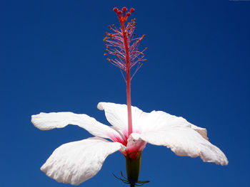 Single White Flower screenshot