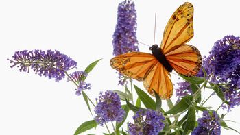 Sipping Nectar From A Butterfly Bush screenshot