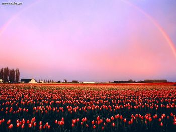 Skagit Valley Tulip Fields Washington screenshot