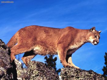 Skylined Cougar screenshot