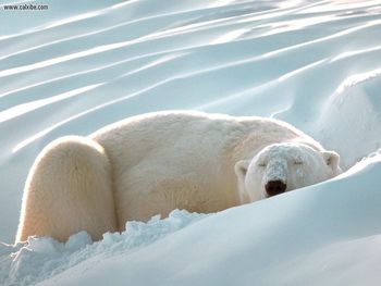 Sleeping Beauty Polar Bear screenshot