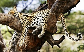 Sleeping Cheetah screenshot