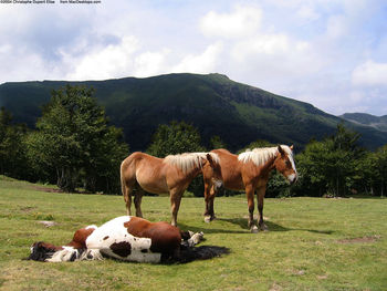 Sleeping Horse screenshot