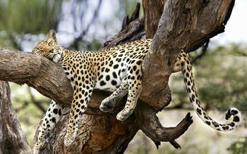 Sleeping Leopard screenshot