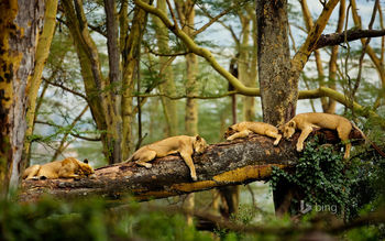 Sleeping Lions screenshot