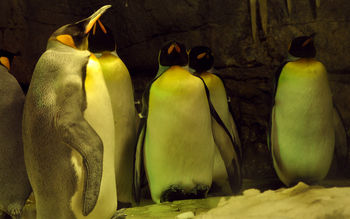 Sleeping Penguins screenshot
