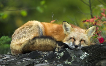Sleeping Red Fox screenshot