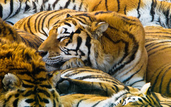 Sleeping Tigers screenshot