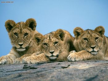 Sleepy Lion Cubs Africa screenshot