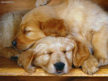 Sleepy Pups screenshot