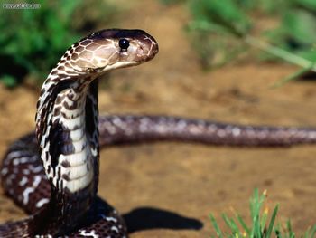 Slithery Presence Indian Cobra screenshot