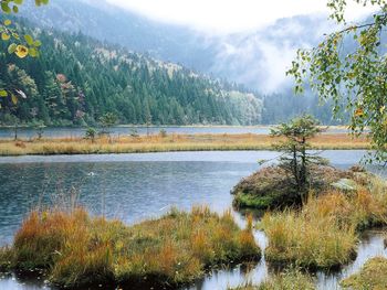 Small Arber Lake, Bavarian Forest, Germany screenshot