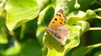 Small Copper Butterfly screenshot