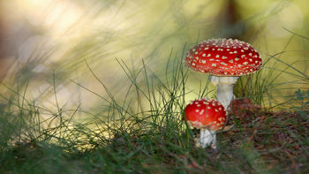 Small Mushrooms screenshot