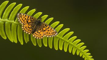 Small Pearl Bordered Fritillary screenshot