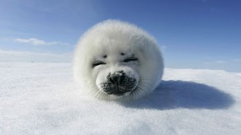Smiling Baby Seal screenshot