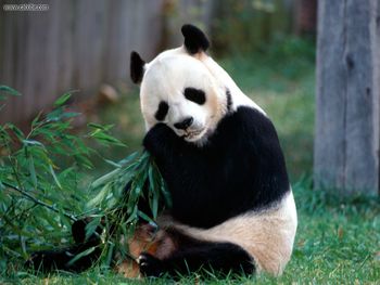 Snack Time Panda Bear screenshot