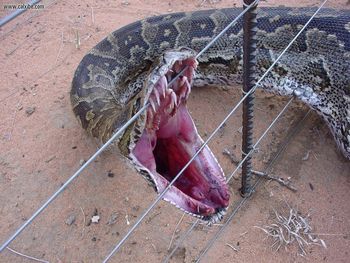 Snake screenshot