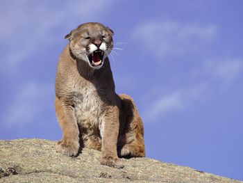 Snarling Cougar screenshot