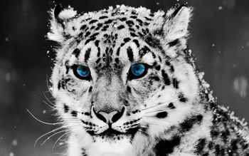 Snow Blue Eye Leopard screenshot