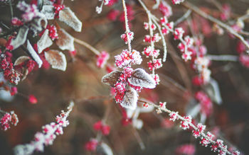 Snow Cherry Leaves screenshot