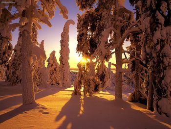 Snow Covered Forest, Finland screenshot