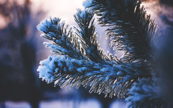 Snow Covered Tree screenshot