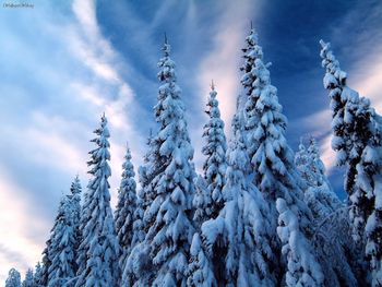 Snow Covered Trees, Varmland, Sweden screenshot