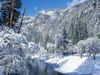 Snow Flocks Yosemite National Park, California screenshot