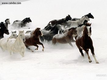 Snow Horses screenshot