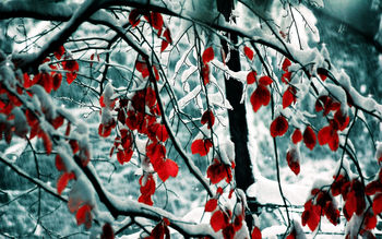 Snow Leaves screenshot