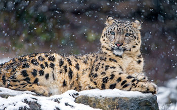 Snow Leopard 4K screenshot