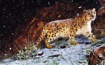 Snow Leopard Flurries screenshot