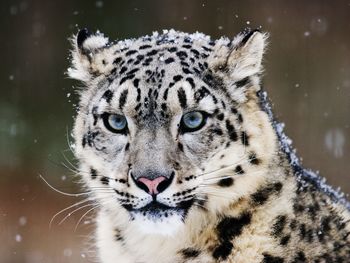 Snow Leopard screenshot