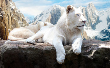 Snow Lion screenshot