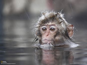 Snow Monkey, Japan screenshot