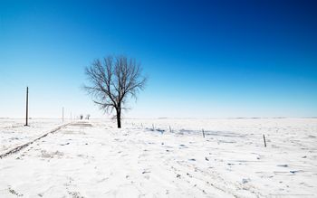 Snow Road Tree screenshot