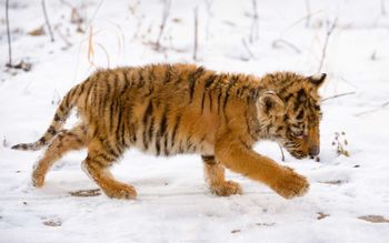 Snow Tiger Cub screenshot
