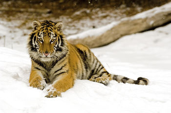 Snowy Afternoon Tiger screenshot