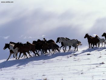 Snowy Descent Patagonia Argentina screenshot